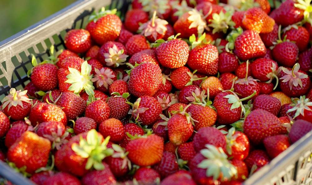 Fruit and vegetable transport solutions